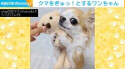 クマのぬいぐるみが好きなチワワ お決まりの場所でぎゅっと抱きしめる姿がかわいすぎる