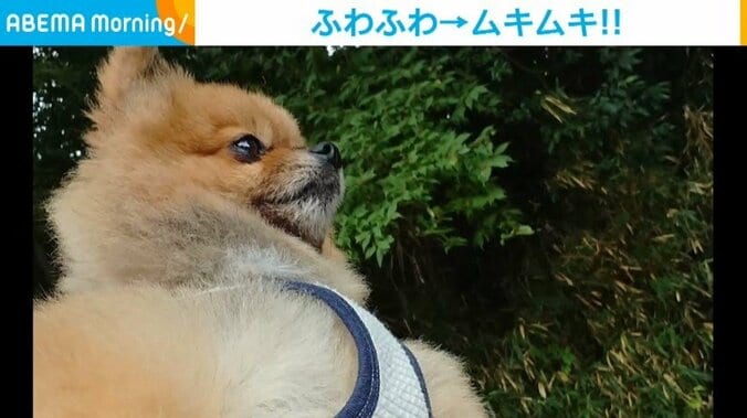 “マッスルポーズ”をキメる犬 凛々しい姿に「勝てそうにない」「番犬合格」と反響 1枚目