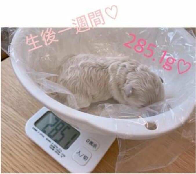 辻希美、生後1週間の子犬がすくすく成長「さらにbig babyまっしぐらかな」「これからの成長が楽しみ」 1枚目