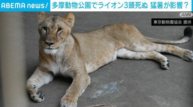 ライオン