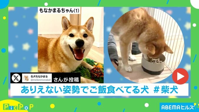 柴犬のもなかまるちゃん（1歳）