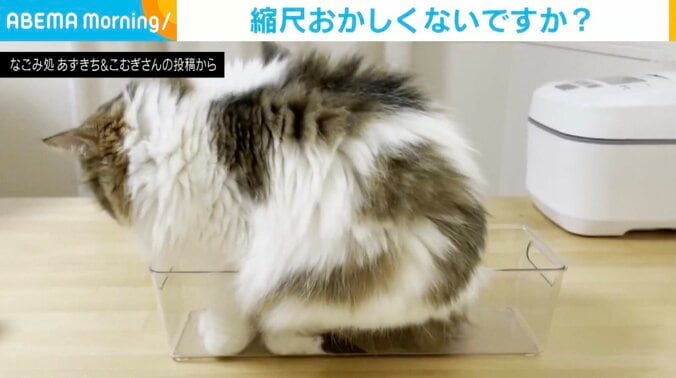 猫のこむぎくん