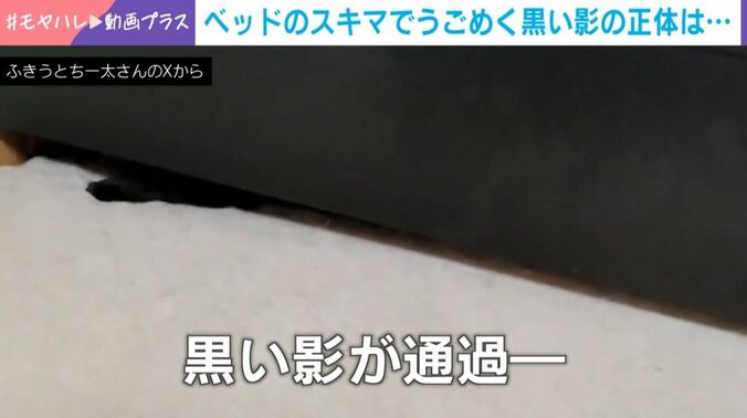 ういろうちゃん