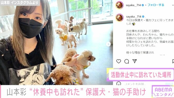 山本彩、活動休止中も保護犬・保護猫を支援「小さくても出来ることは確実にある」 1枚目