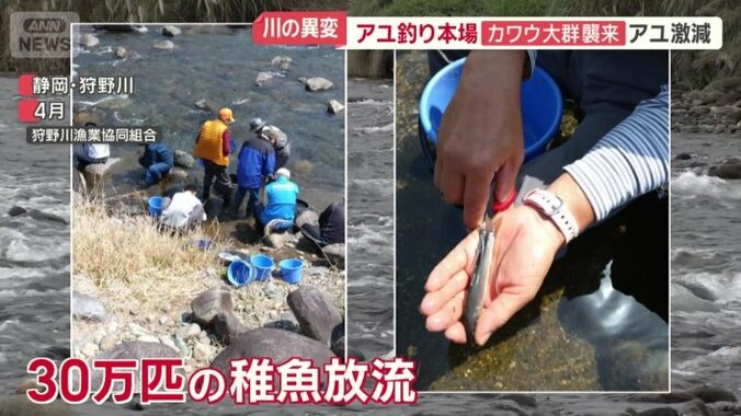 30万匹の稚魚放流