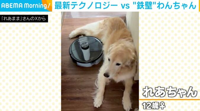 ゴールデンレトリバーのれあちゃん