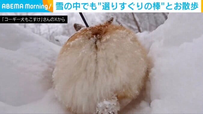 コーギーのもこすけくん