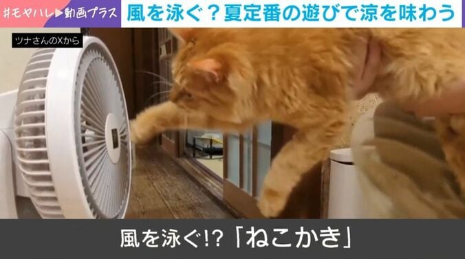 “空中ねこかき”