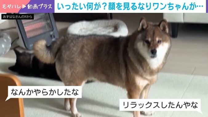柴犬の花ちゃん