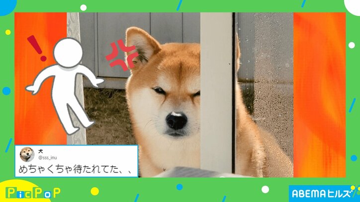 「一緒に遊ぼうって言ったのに」庭で飼い主を待ちわびた柴犬 感情ダダ漏れの“笑撃リアクション”がクセになる