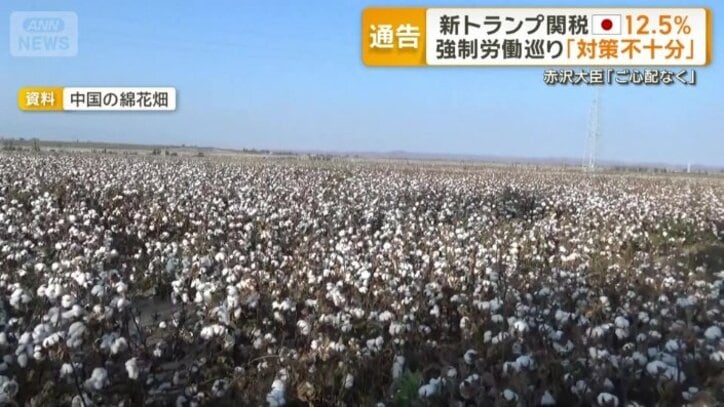 中国の綿花畑