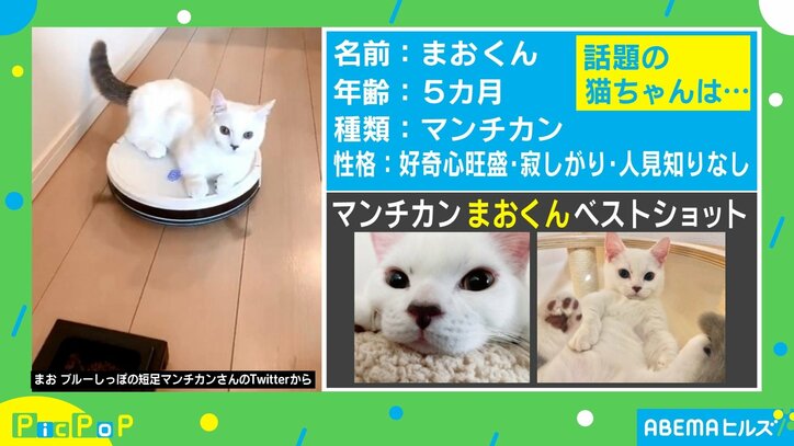 再生数100万超え！ ロボット掃除機に乗った猫の勇気ある挑戦!? 飼い主 