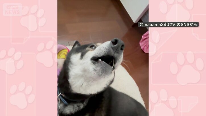 うたた寝してても…ドに反応