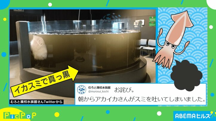 イカを水槽内に入れた結果…"まさかの悲劇"に水族館陳謝 「大変でしょうが頑張って下さい」励ましの声