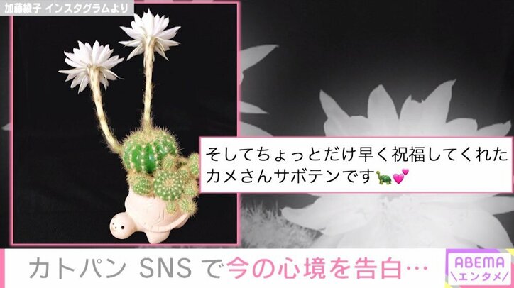 加藤綾子の結婚に“カメさんサボテン”花咲かす 「指輪が入らない…」餅田コシヒカリも祝福