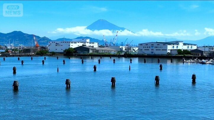 神社に“謎の球体”海岸にも? ミステリー…石を飲み込む木 街のフシギ調査隊