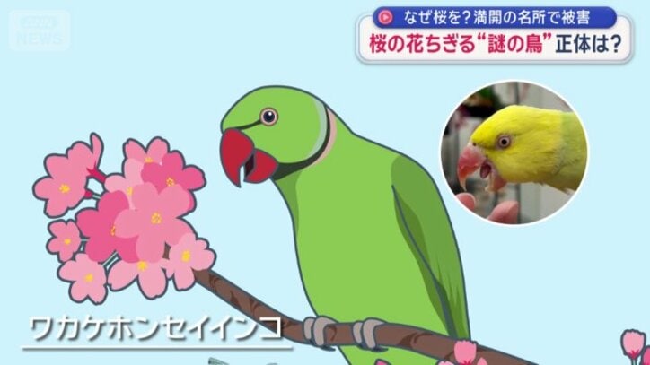 くちばしが大きく曲がり、舌も蜜を吸う構造ではない