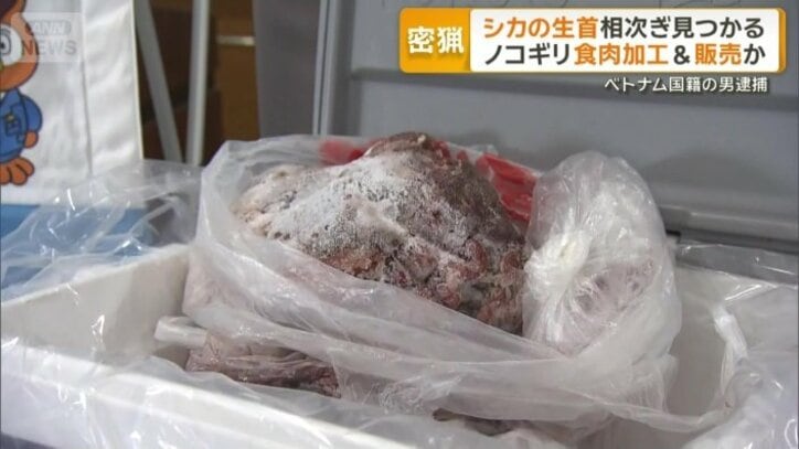 イノシシ2頭を解体し食肉として販売しようと？