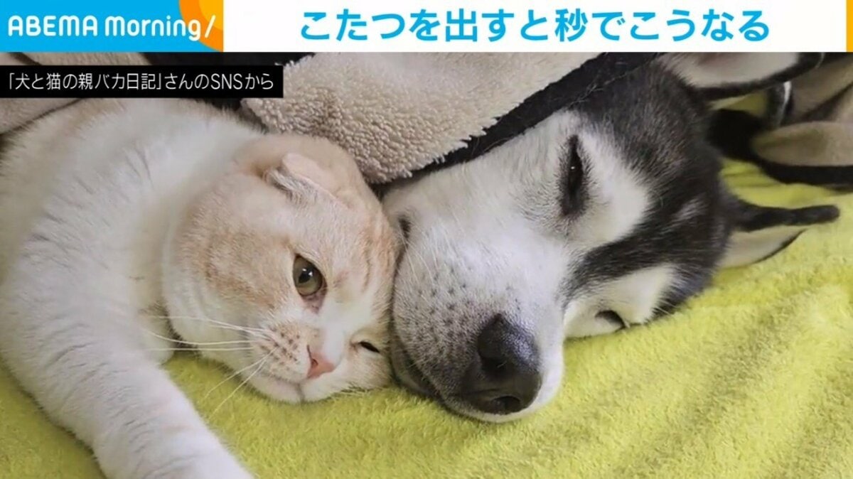 争いのない平和な世界! 犬と猫が仲良くこたつに入る“愛くるしい”姿に 