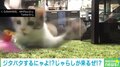 再生回数130万超え!! まるで“ロボット掃除機”のような猫の動画が大反響「激しすぎる」