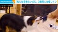 飼い主に容赦ないパワフル犬、3歳児への神対応&優しい上目遣いにキュン!