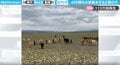 「VIVANT？」モンゴルの勇敢な戦士が400頭もの家畜を守っていた オオカミやユキヒョウと戦ってきた“古代犬”2頭がカッコ良すぎると話題に
