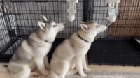 【映像】シンクロする２匹の仲良しハスキー犬