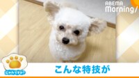 【映像】耳を自由自在に動かすトイプー