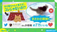 【映像】犬にも負けニャい！ 雪道を猛ダッシュする猫