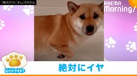 【映像】お風呂を嫌がる柴犬の“可愛い抵抗”