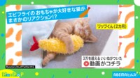 【映像】飼い主の質問に“まさかのリアクション”で返す猫