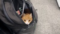 【映像】オフィスで社員のカバンに入り込んだ猫