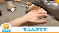 【映像】“エアーなでなで”すると…コーギーの反応