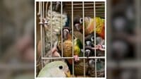 【映像】1羽のインコに殺到する7羽のインコ
