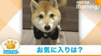 【映像】ソファの下にオモチャを探しにいく柴犬