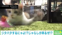 再生回数130万超え!! まるで“ロボット掃除機”のような猫の動画が大反響「激しすぎる」