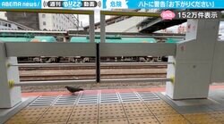「お下がりください」駅のホームドア内側に入ってしまった“鳥”にセンサーが反応…気にせず軽快なステップを刻む姿に「真の鳥鉄か…」「ぽっぽ屋ですな」の声