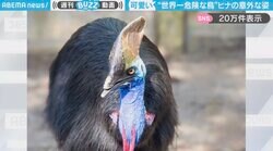 「世界一危険な鳥」オーストラリアなどに生息の『ヒクイドリ』 ヒナの“意外な姿”に「かわいい！日本にもいたらいいのに」「この時から足がたくましい」と反響