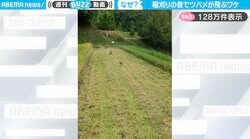 稲刈りの音に群がる50羽のツバメ！“驚きの理由”に「鳥は人の行動を本当によく見てる」「頭良い！」と話題