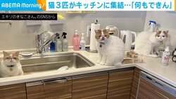 何もできん!! 3匹の猫が台所を占領する姿が話題 「代わりにご飯作ってくれるといいですね」「なにもやらなくていいというお告げです」