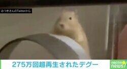 回し車で休憩中のデグー もう1匹が回し始めて“パニック” 飼い主も思わず爆笑した珍場面の一部始終