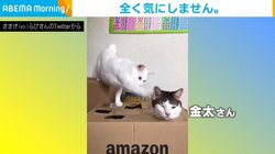 なにをされても”無反応“なネコ 後輩とのシュールなやりとりに「また観ちゃった」「これを探してた」の声