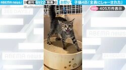 「全員にしゃーされた」4匹の子猫が全員で“威嚇”する様子に「可愛いし癒される」「シャー！でしか得られない栄養ある」と反響