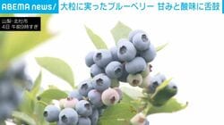 大粒に実ったブルーベリー 甘みと酸味に舌鼓