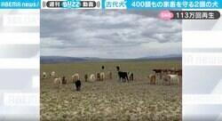 「VIVANT？」モンゴルの勇敢な戦士が400頭もの家畜を守っていた オオカミやユキヒョウと戦ってきた“古代犬”2頭がカッコ良すぎると話題に