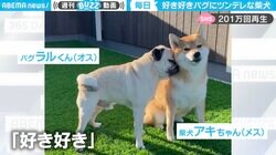 まるで“女王様とオモチャ” 怒られても柴犬のことが大好きすぎるパグが話題