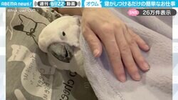 「人間の子どもみたい」布団にくるまったオウムを寝かしつける様子が、SNSで話題「ぽんぽんの効果あるのか…！」