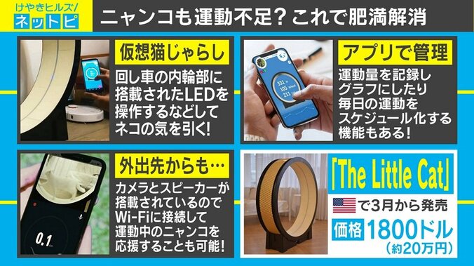 “ネコの日” 40億円売り上げたハイテク猫じゃらしに注目 2枚目