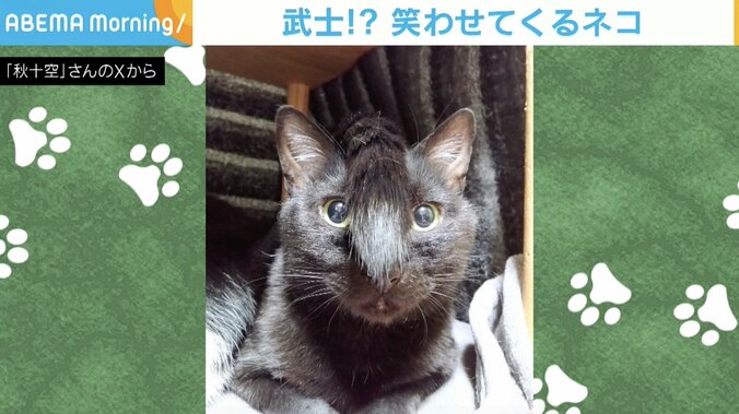 猫のみはるくん