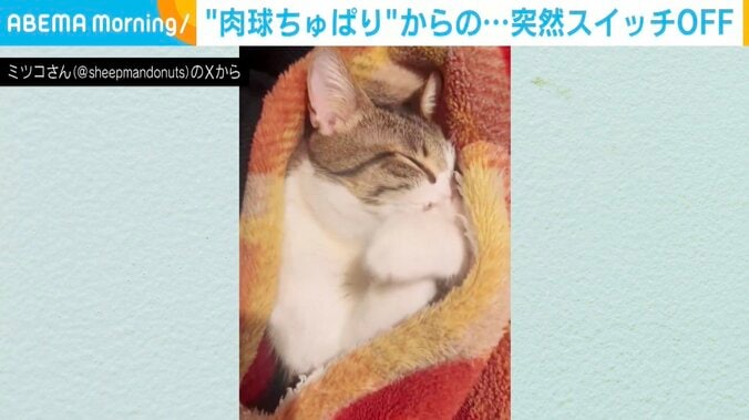 猫のうずめちゃん